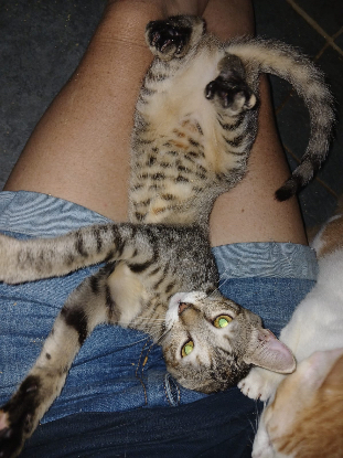 Adopter Crabouilette