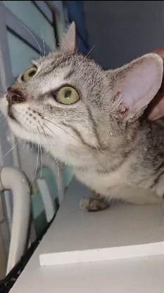 Adoption Crabouilette