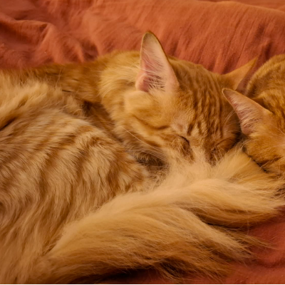 Adopter Foxy et o'malley