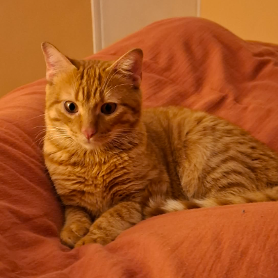 Adopter Foxy et o'malley