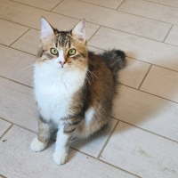 Adopter  chat : Helfia