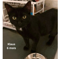 Adopter  chat : Klaus