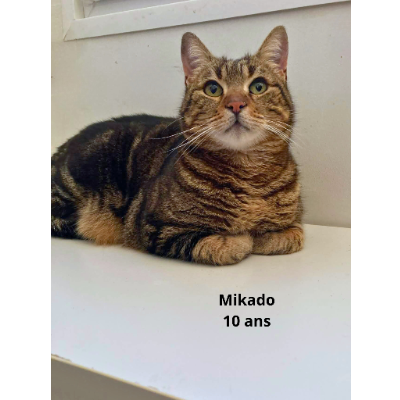 Adopter Mikado