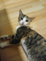 Adopter  chat : Gala