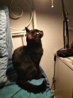 Adopter  chat : Apple