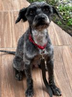 Adopter  chien : Loxy