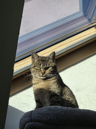 Adopter Lady marmelade