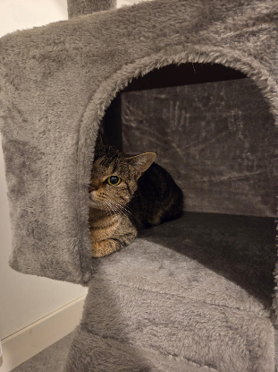 Adopter Lady marmelade