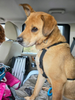 Adopter  chien : Sand