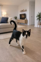 Adopter  chat : Maki