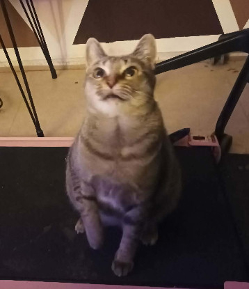 Adopter Mimine