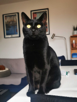 Adopter  chat : Night