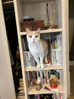 Adopter  chat : Maya