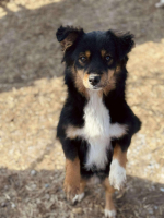 Adopter  chien : Pépita