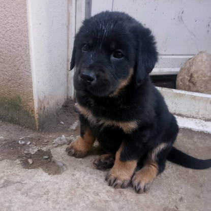 Adopter 4 chiots ou famille d'acceuil