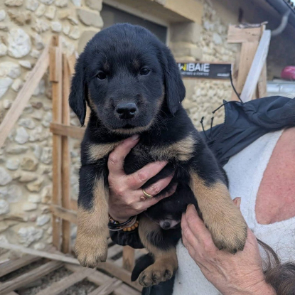 Adopter 4 chiots ou famille d'acceuil