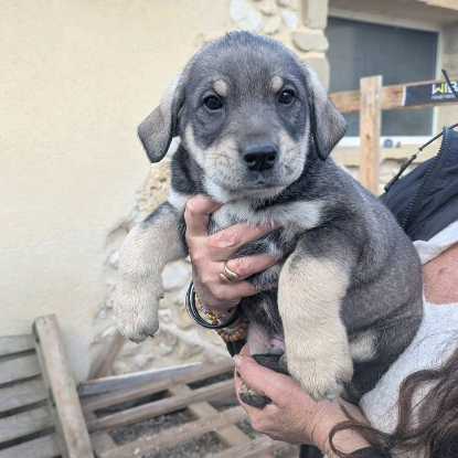 Adoption 4 chiots ou famille d'acceuil