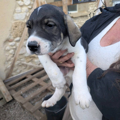 Adoption 2 chiots ou famille d'acceuil