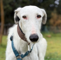 Adopter  chien : Onofre