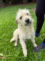 Adopter  chien : Oscar