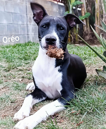 Adopter Oreo