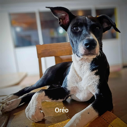 Adopter Oreo