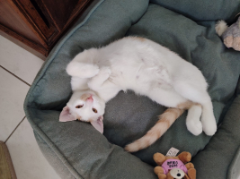 Adopter  chat : Alfie