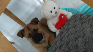 Adopter  chien : Balto