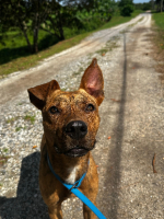 Adopter  chien : Nelson