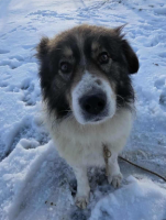 Adopter  chien : Laur