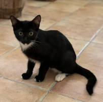 Adopter  chat : Alpinio