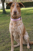 Adopter  chien : Océane