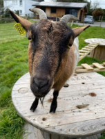 Adopter  animal de la ferme : Yanis & violette