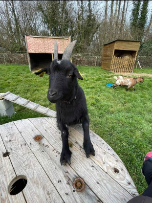 Adopter Yanis & violette