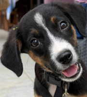 Adopter  chien : Hector