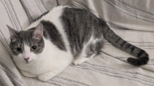 Adopter  chat : Twister