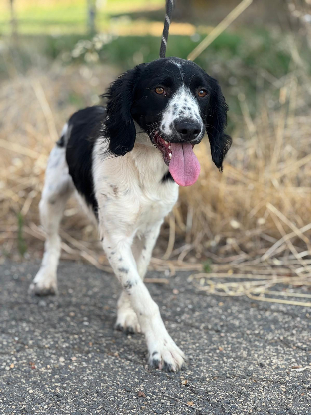 Adopter Domino