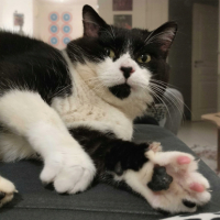 Adopter  chat : Simon