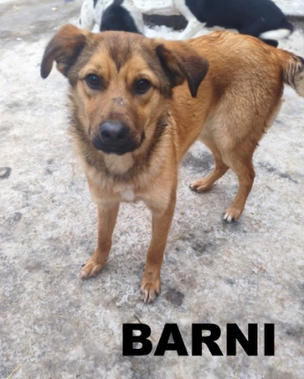 Adopter Barni