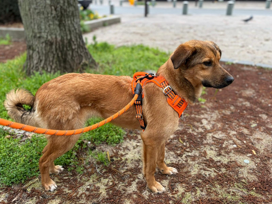 Adoption Barni est en famille d'accueil  75013