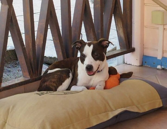 Adopter Aymee