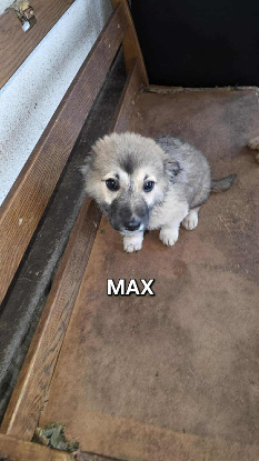 Adoption Max