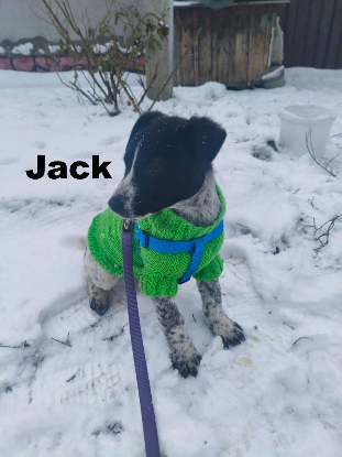 Adopter Jack