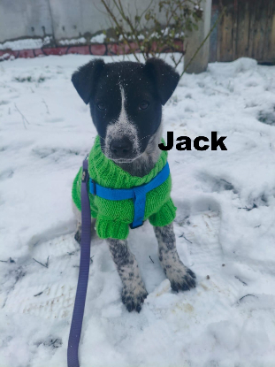 Adopter Jack