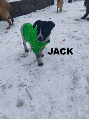 Adoption Jack