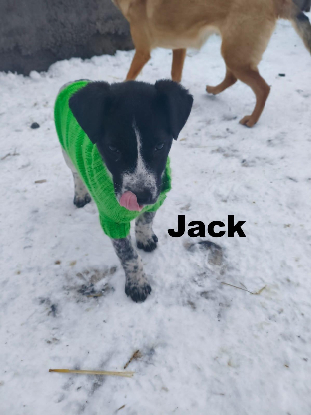 Adoption Jack