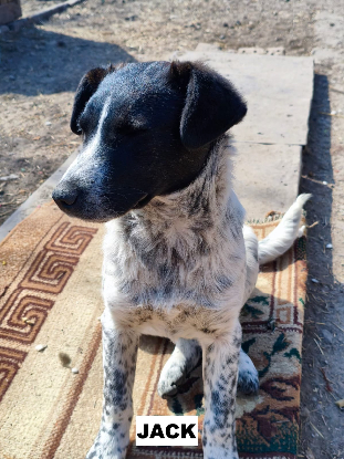 Adoption Jack