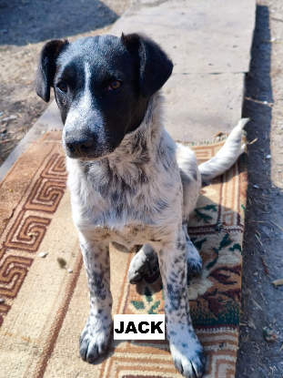 Adoption Jack