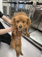 Adopter  chien : Austral