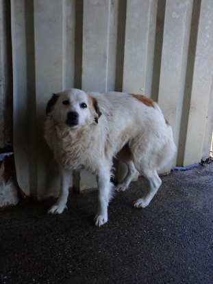 Adopter Mandragore